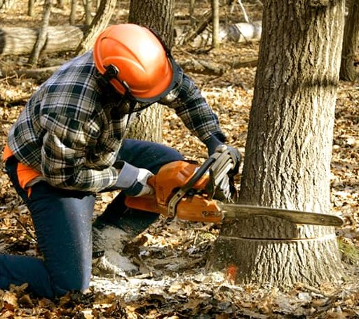 Tree Removal in Hermitage, PA